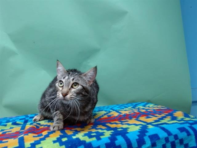 DAISY - Domestic Medium Hair available for adoption