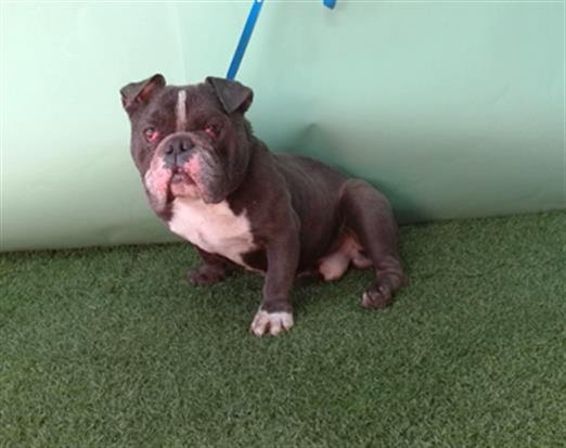 MIGHTY - Bulldog / French Bulldog available for adoption