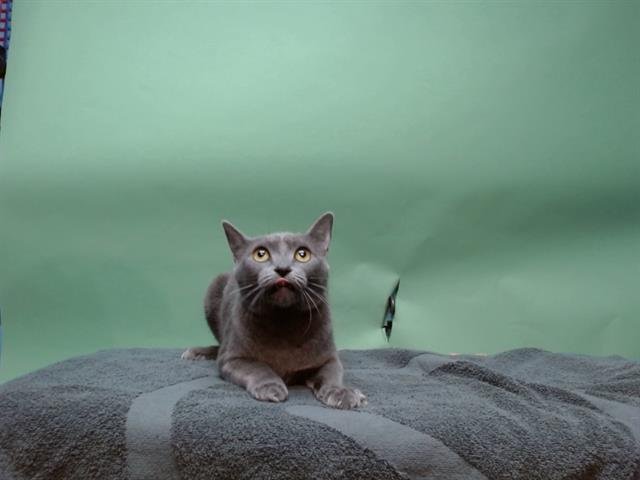 SMOKIE - Domestic Medium Hair available for adoption