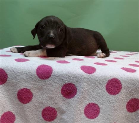 BROWNIE - Pit Bull Terrier available for adoption