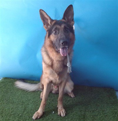 DAKOTA - German Shepherd Dog available for adoption