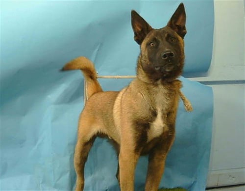 BOOTS - Belgian Shepherd Malinois available for adoption