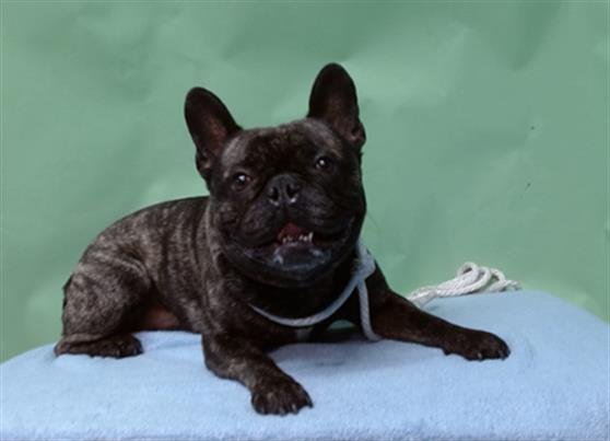 A5747468 - French Bulldog available for adoption