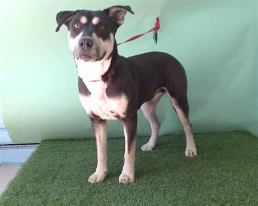 SUKI - Pit Bull Terrier / Doberman Pinscher available for adoption