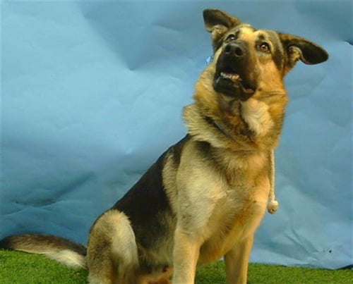 SAFFRON - German Shepherd Dog available for adoption