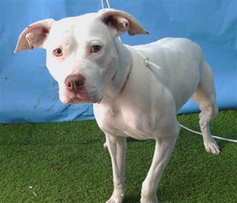SOPHIA - Pit Bull Terrier available for adoption