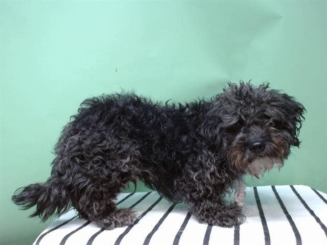 JAX - Terrier available for adoption