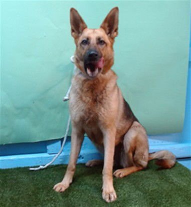 FLORA - German Shepherd Dog available for adoption