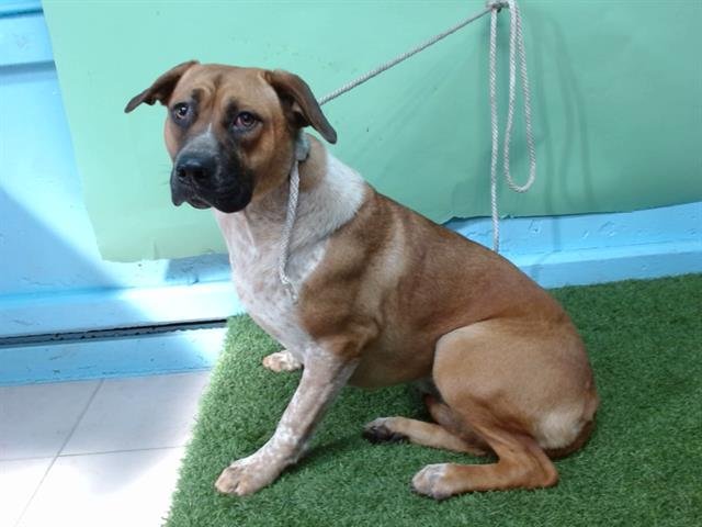 TWIN - Rhodesian Ridgeback / Pit Bull Terrier available for adoption