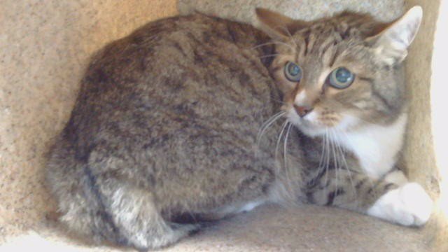 STANLEY Image