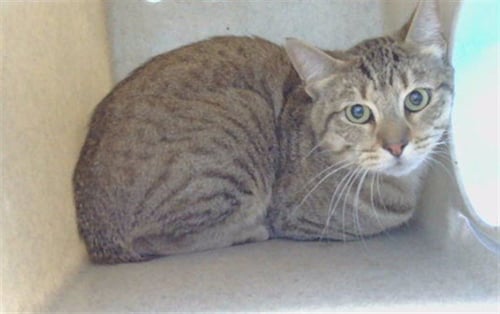 RJ - Domestic Short Hair available for adoption