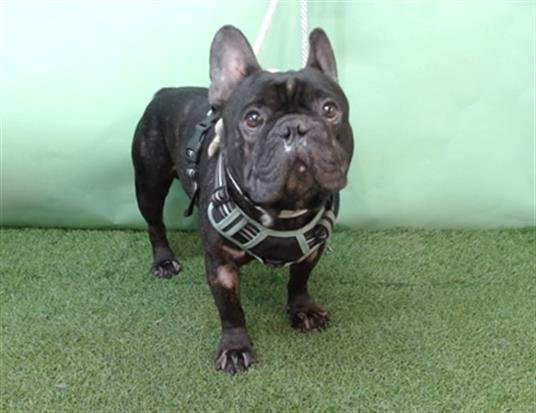 ACE - French Bulldog available for adoption