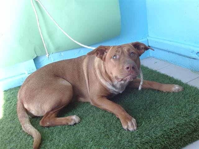 HAZEL - Pit Bull Terrier / Rhodesian Ridgeback available for adoption