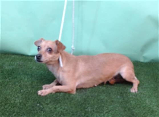 BUDDY - Chihuahua available for adoption