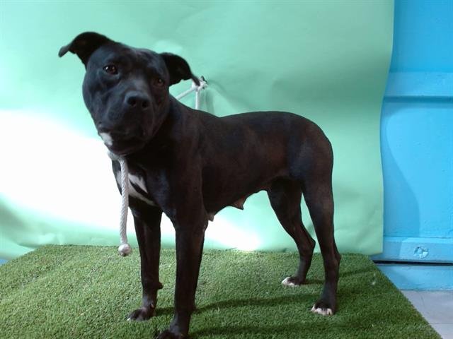 LIBERTY - Pit Bull Terrier available for adoption