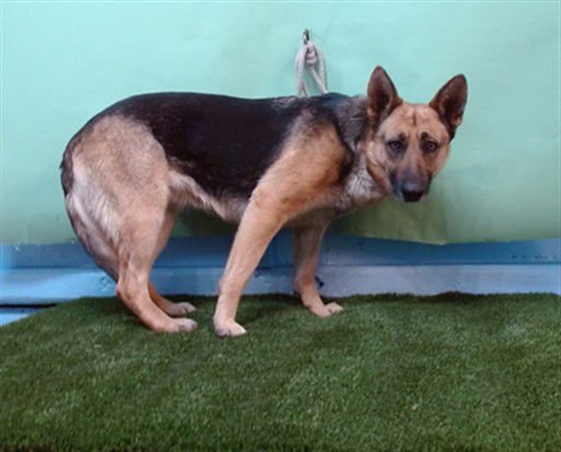 TRIXIE - German Shepherd Dog available for adoption