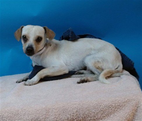 SHAYSHAY - Chihuahua for adoption in Torrance