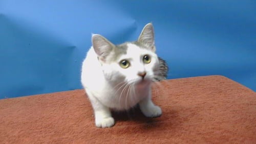 A5807007 - Domestic Short Hair available for adoption