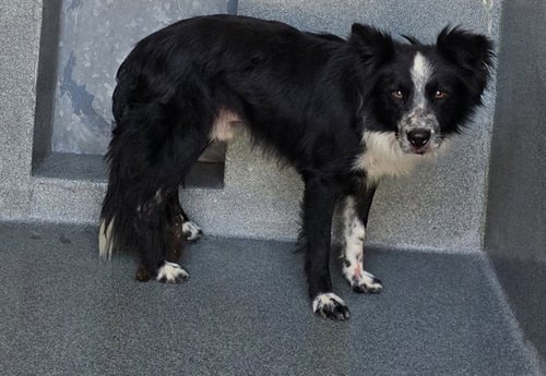 OREO - Border Collie available for adoption