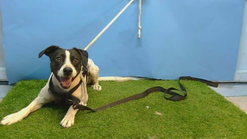 OREO - Terrier available for adoption
