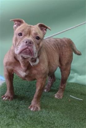 GABBANA - Pit Bull Terrier / American Bulldog available for adoption