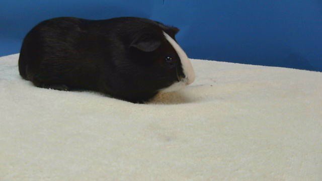 OREO Image