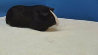 OREO - Photo 1