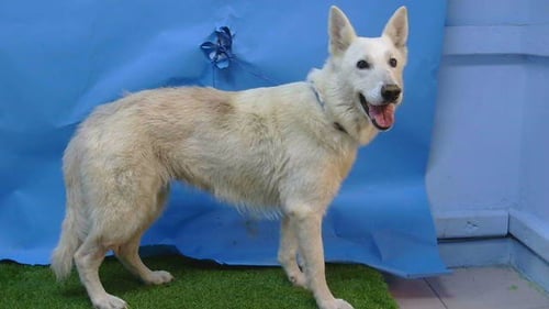 POLAR BEAR - German Shepherd Dog available for adoption