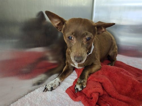 A5763015 - Chihuahua available for adoption