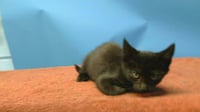 BLACKY - Photo 1