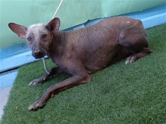 SATANAS - Mexican Hairless / Chihuahua available for adoption