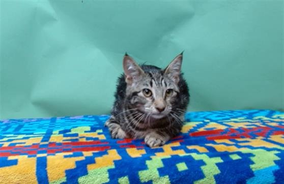 BUTTERFLY - Domestic Medium Hair available for adoption