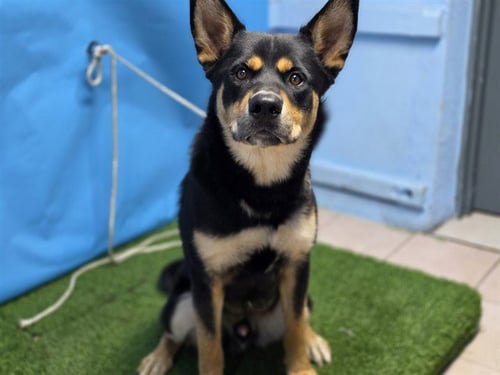 A5796947 - German Shepherd Dog available for adoption