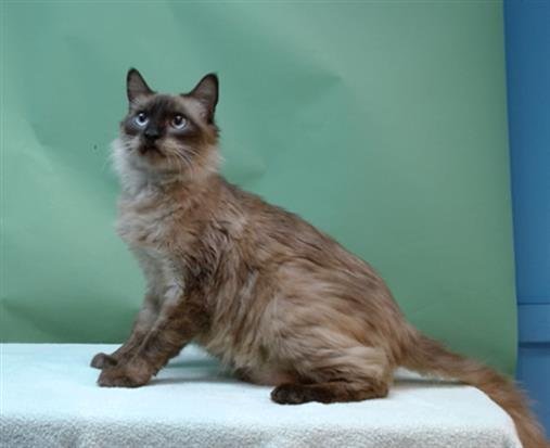 CASEY - Siamese available for adoption