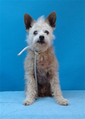 CHIQUIS - Chihuahua available for adoption