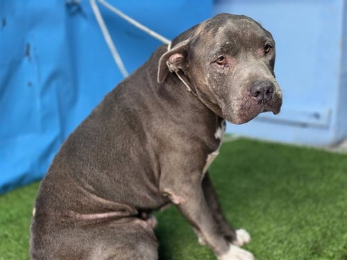 EEYORE - Pit Bull Terrier available for adoption