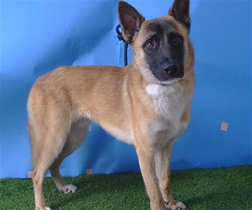 SIMBA - Black Mouth Cur / Belgian Shepherd Malinois available for adoption