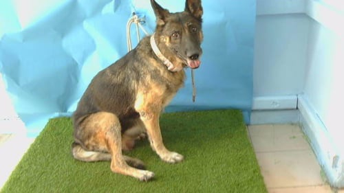 A5805128 - German Shepherd Dog available for adoption