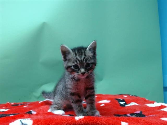 A5751268 - Domestic Short Hair available for adoption