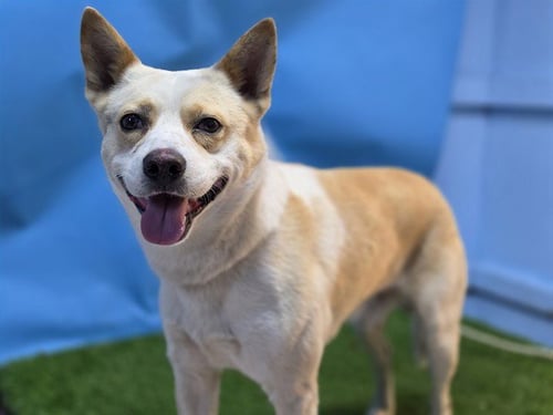 A5790085 - Husky / Queensland Heeler available for adoption
