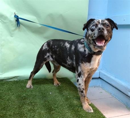 TOE-BIAS - Pit Bull Terrier / Australian Cattle Dog/Blue Heeler available for adoption