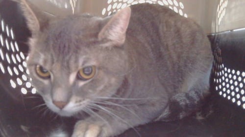 SPARKLE - Domestic Short Hair available for adoption