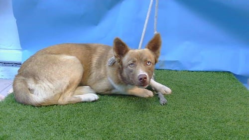 MARCUS - Siberian Husky available for adoption