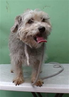 CHIPPER - Terrier available for adoption