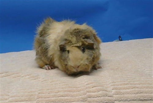 VELMA - Guinea Pig available for adoption