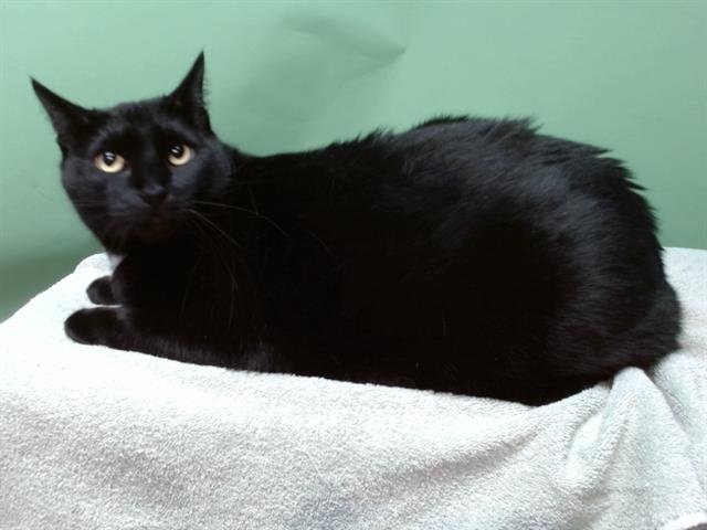 PRINCESS - Domestic Short Hair available for adoption