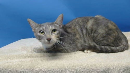 A5796048 - Domestic Short Hair available for adoption