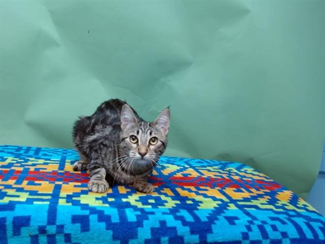 DELILAH - Domestic Medium Hair available for adoption