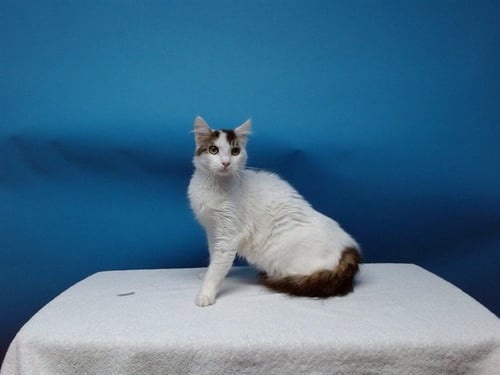 LALA - Domestic Short Hair available for adoption