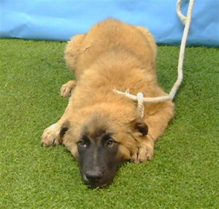 A5796975 - German Shepherd Dog / Belgian Shepherd Malinois available for adoption